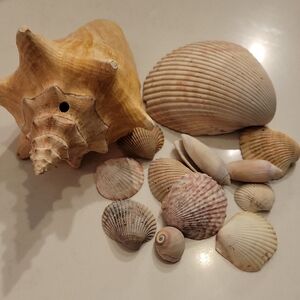 Coastal Seashell Set - Cream and Tan Decor